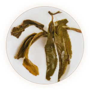 滴香寻源,寻绿茶,下关沱茶叶底