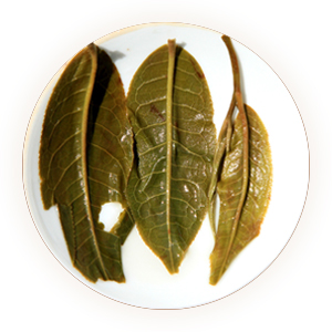 滴香寻源,寻绿茶,凤凰窝普洱茶叶底