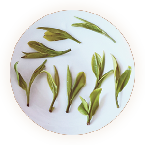 滴香寻源,寻绿茶,舒城兰花叶底
