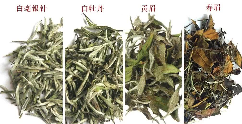 福鼎白茶种类图片