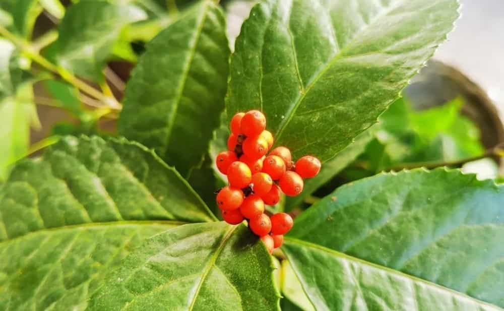 九节茶的功效与作用禁忌