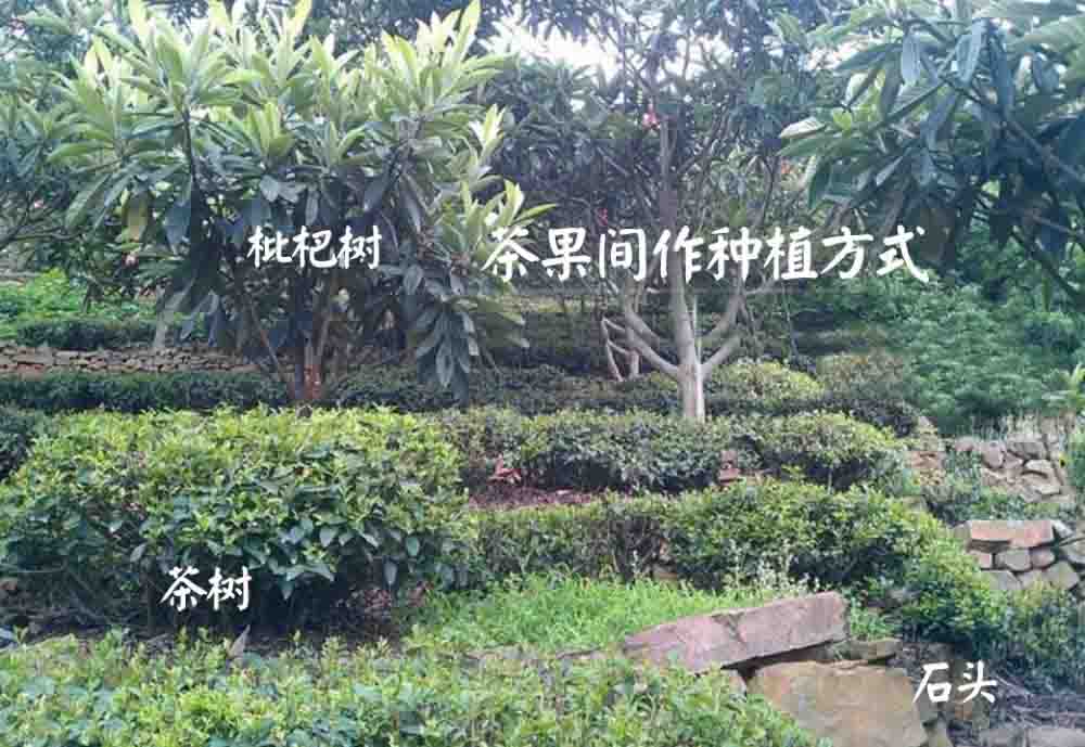 碧螺春有什么功效与作用