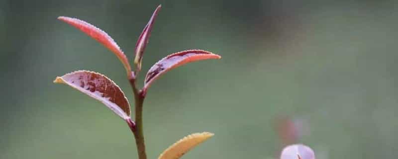 紫鹃茶功效