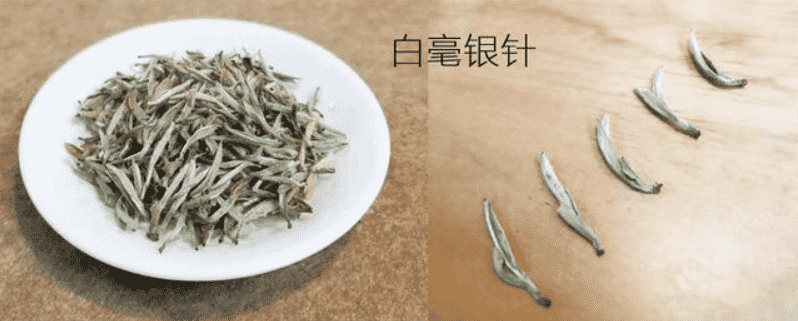 福鼎白茶属于什么茶