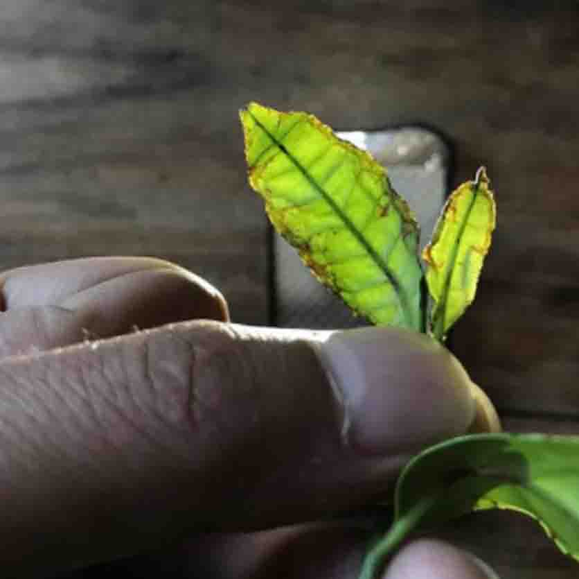 大红袍哪里的特产