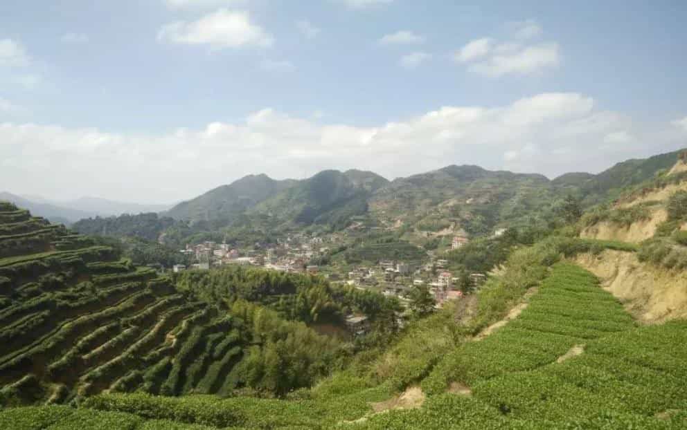 铁观音的发源地