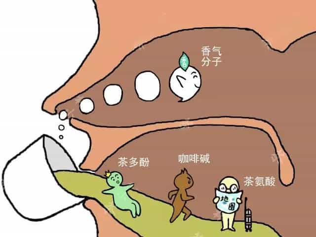 喝完茶后，茶叶在体内到底在干嘛，游走的茶水
