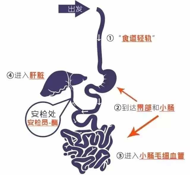 喝完茶后，茶叶在体内到底在干嘛，游走的茶水