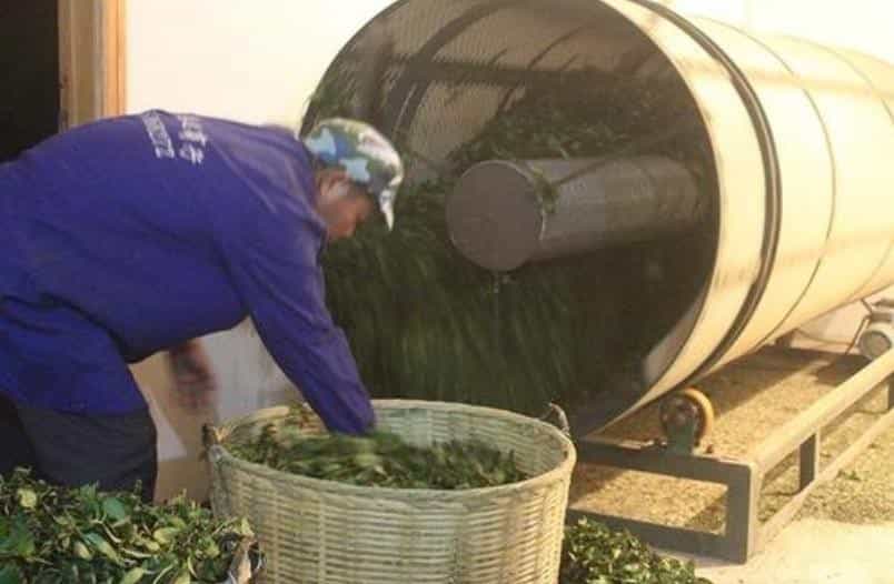 绿叶红镶边是什么茶叶