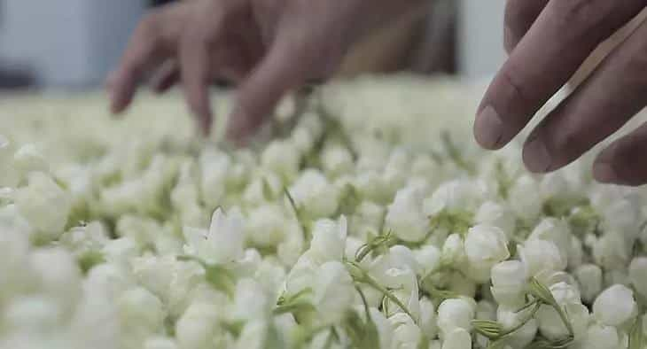 花茶主要以什么原料窨制