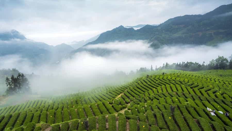 恩施玉露是什么茶树