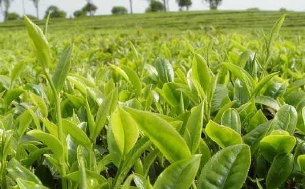 茶树和六大茶类有什么关系，为什么茶叶有多种颜色，而茶