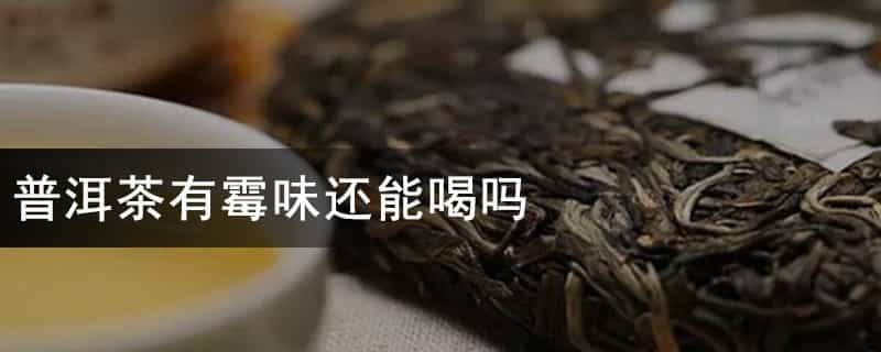 普洱茶有霉味还能喝吗