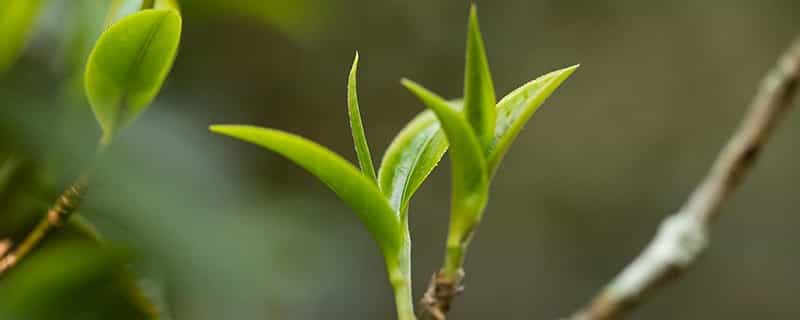 倚邦古树茶特点