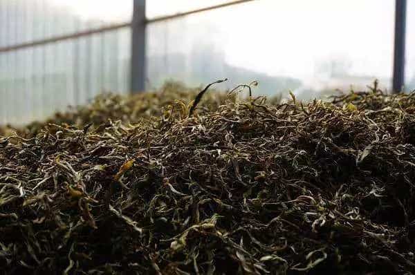 传统安化黑茶的发酵过程