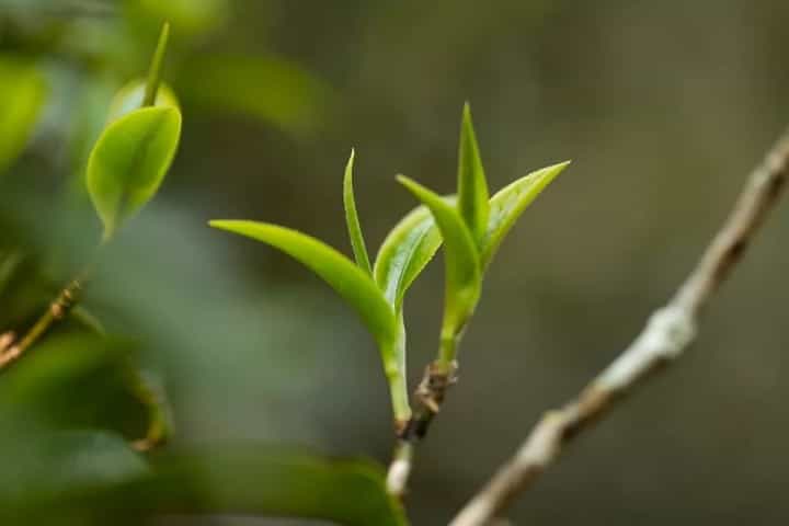 古树茶区勐宋茶山，大小勐宋有什么区别