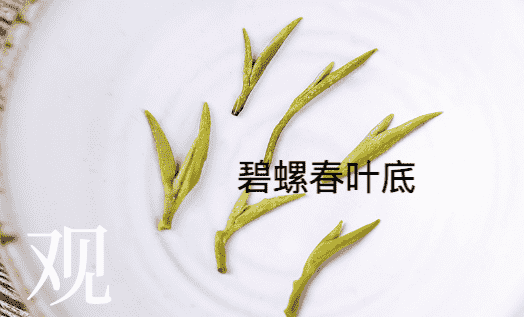 碧螺春和龙井的区别是什么