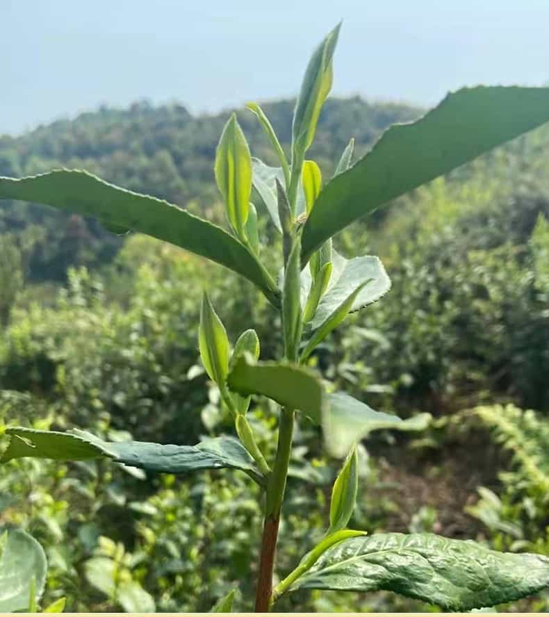 牡丹王白茶的发酵程度