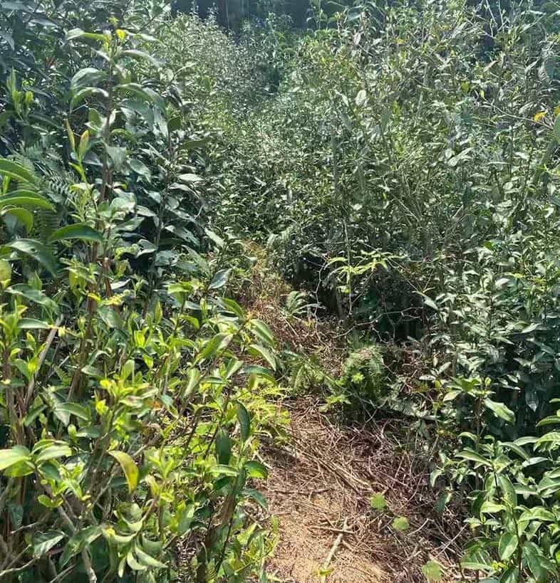 牡丹王是什么茶有哪些特点