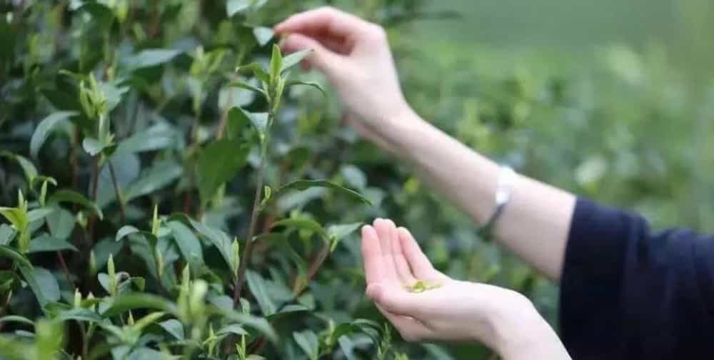 白牡丹茶的口感特点以及品质特征