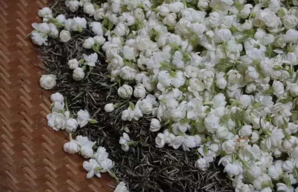 窨制茶叶是什么意思