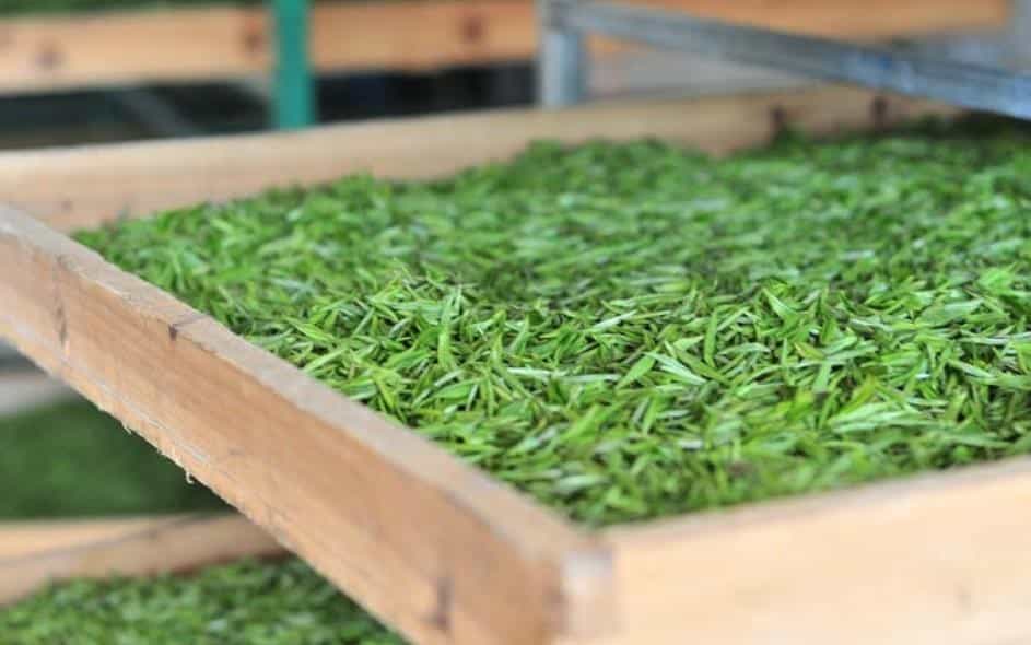 绿茶口感特点