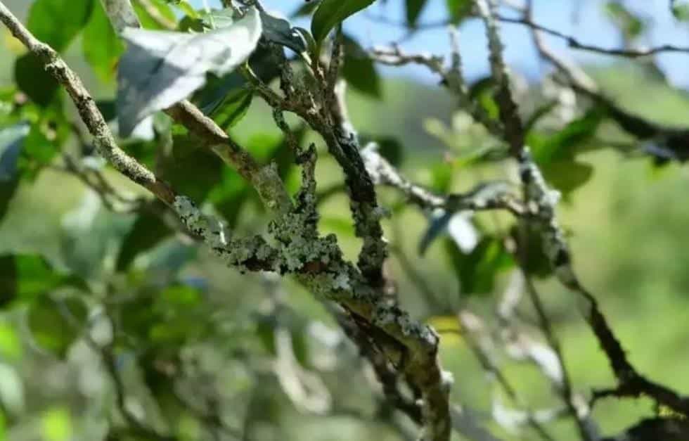 奇种是什么茶，有什么特点