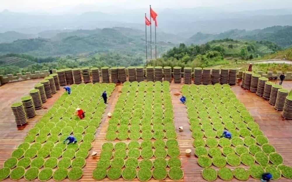 福建茶叶品种丰富的自然原因
