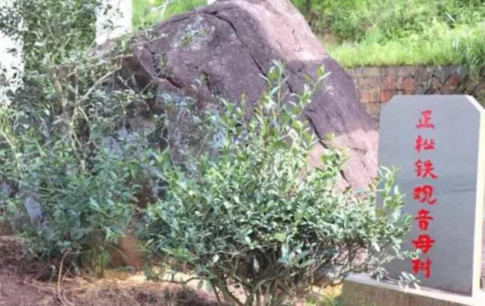福建茶叶品种丰富的自然原因