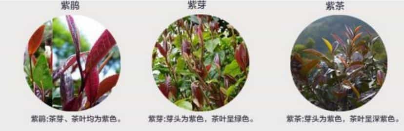 紫芽、紫娟、紫茶，三者有什么区别