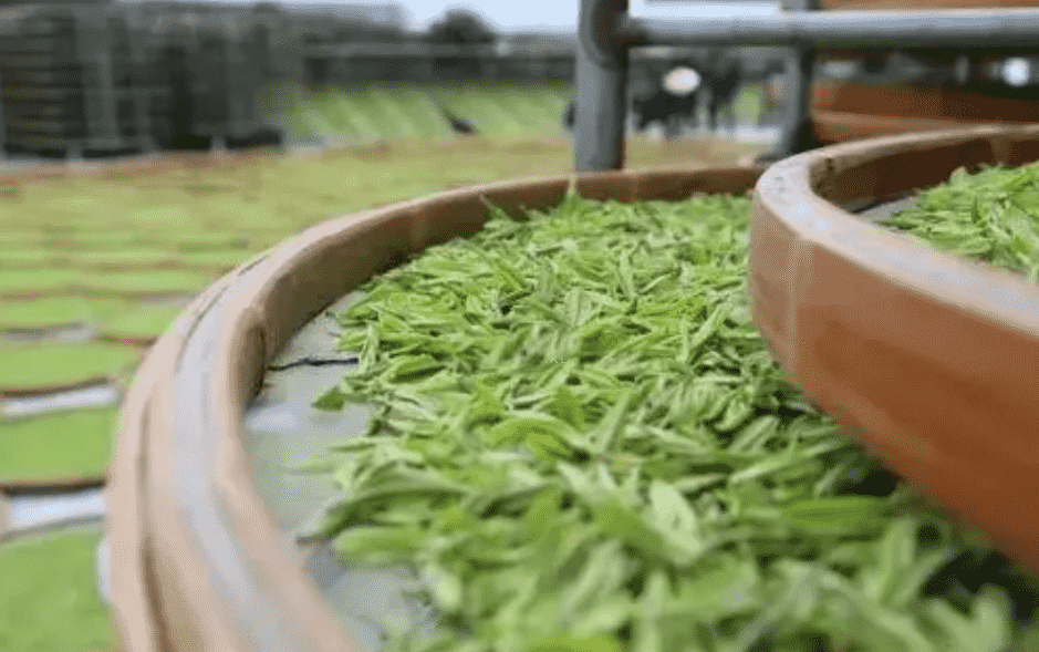 福安白茶与福鼎白茶哪个好