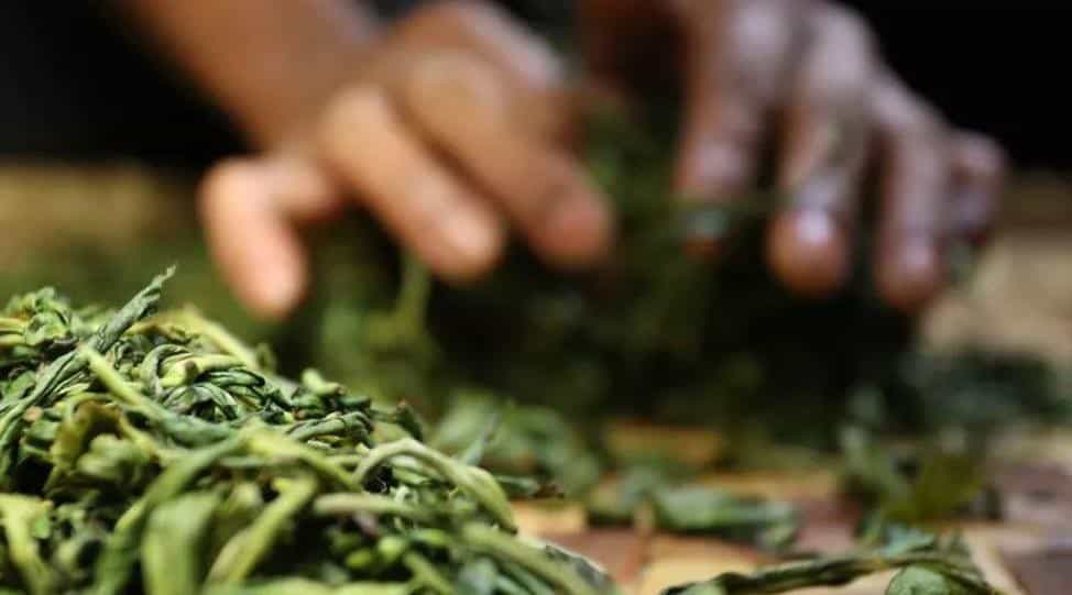 普洱假茶用什么做的
