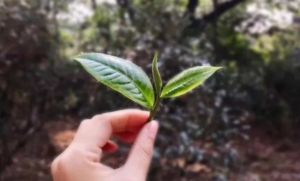 普洱假茶用什么做的