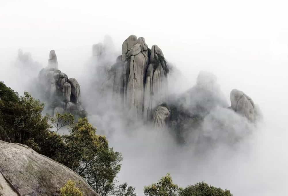 福鼎白茶产地在哪个镇