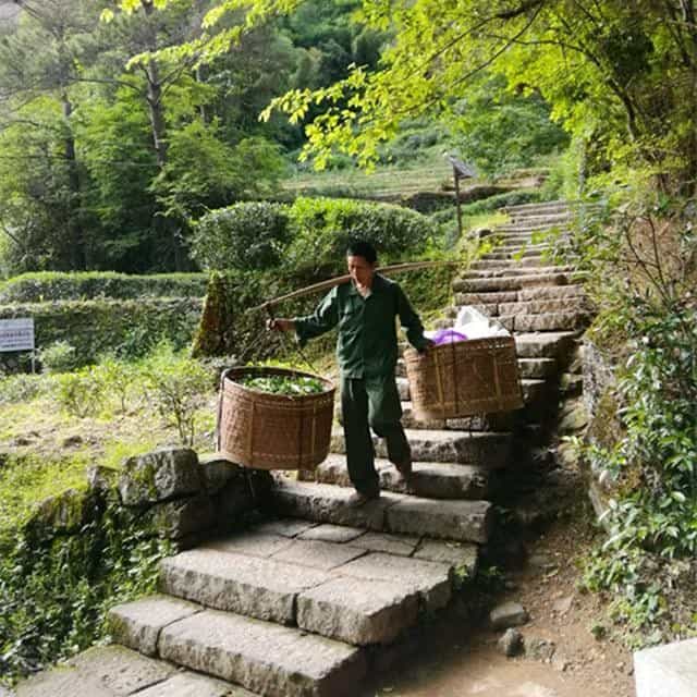 正山小种红茶的制作工艺流程
