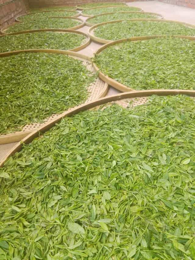 正山小种红茶的制作工艺流程