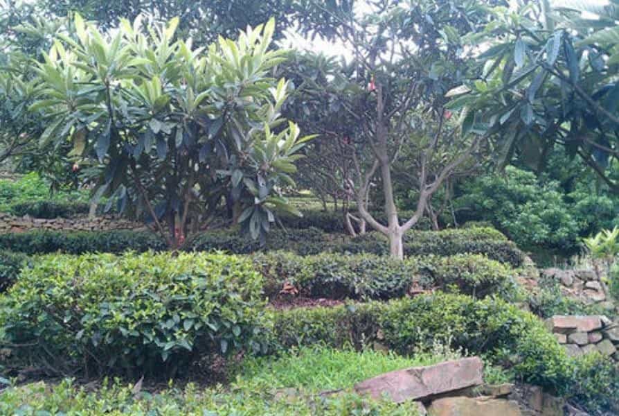 名茶中茶果间种的是什么
