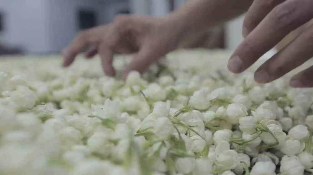 花茶是用什么茶做的