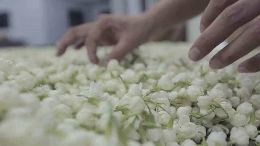 茉莉花茶是什么茶