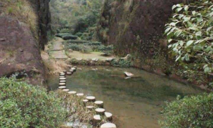 武夷肉桂有哪些品种