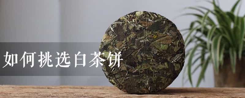 如何挑选白茶饼