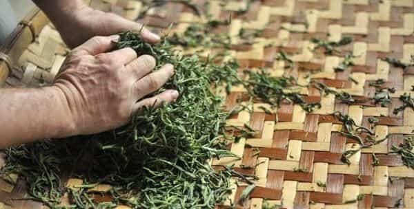 普洱茶生茶的制作工艺