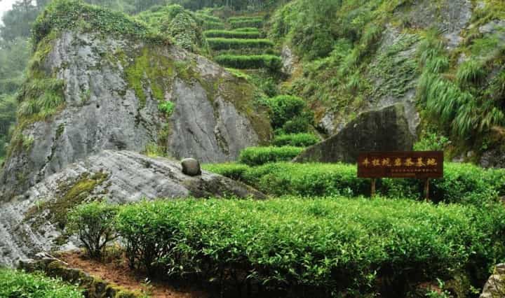 岩茶百科，武夷肉桂都有哪些品种