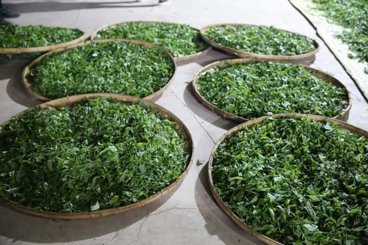 普洱茶的纯料和拼配该怎么选择？