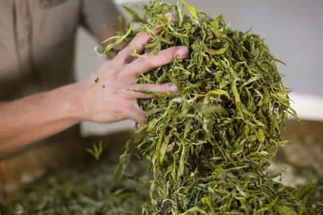 普洱生茶和绿茶有哪些区别？