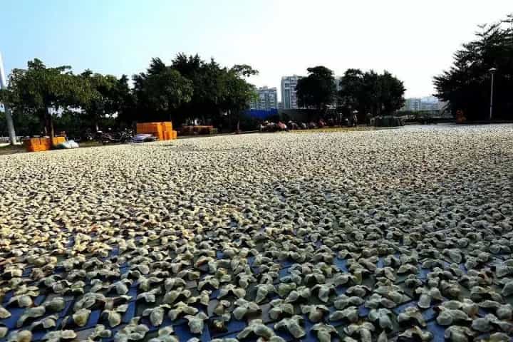 新会陈皮每年几月翻晒比较好？