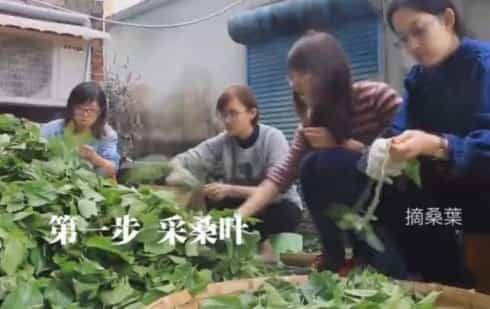 桑叶茶的制作方法