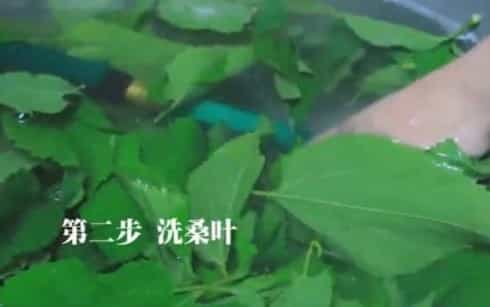 桑叶茶的制作方法