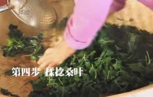 桑叶茶的制作方法