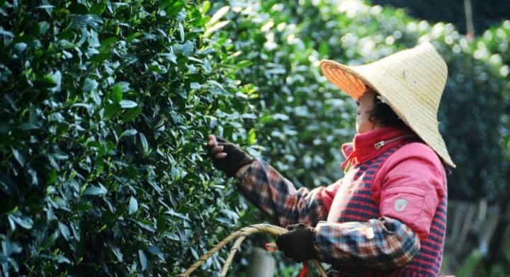 春茶夏茶和秋茶的区别？口感有什么不同？